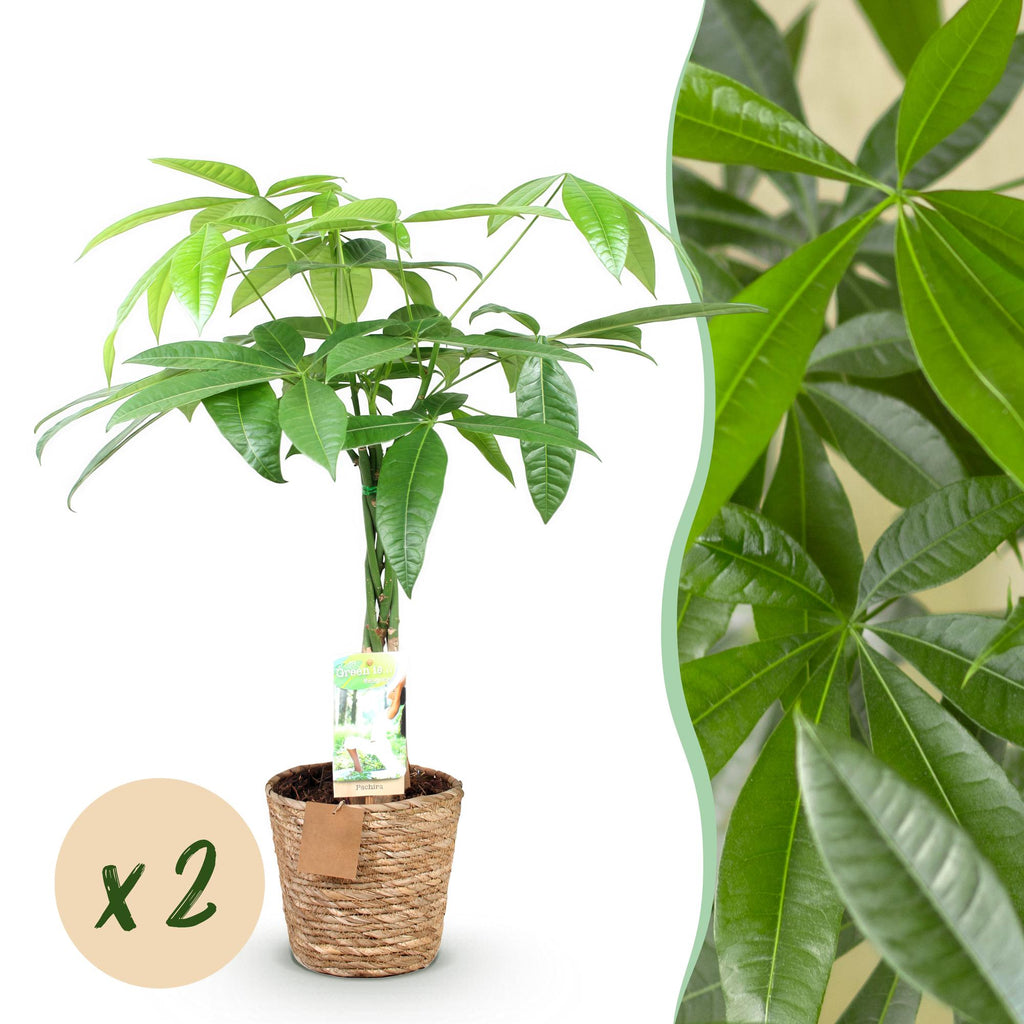 Pachira Aquatica Geflochtener Stamm – Glückskastanie – 2 Pflanzen im Korb – Höhe ca.60-70cm – Pflegeleichte Zimmerpflanze – Grün