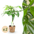 Pachira Aquatica Geflochtener Stamm – Glückskastanie – 2 Pflanzen im Korb – Höhe ca.60-70cm – Pflegeleichte Zimmerpflanze – Grün