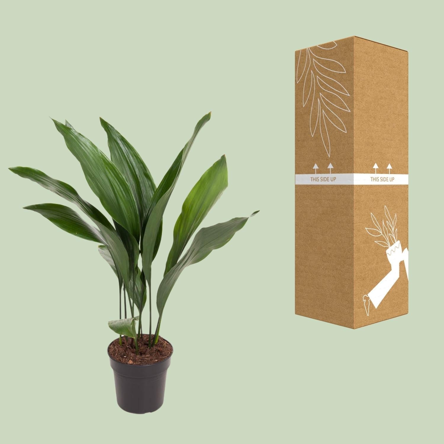 Aspidistra Elatior – Zimmerpflanze Die Bar – Ø17cm – Höhe ca. 70cm – Pflegeleichte Grünpflanze mit glänzenden, dunkelgrünen Blättern – Plant