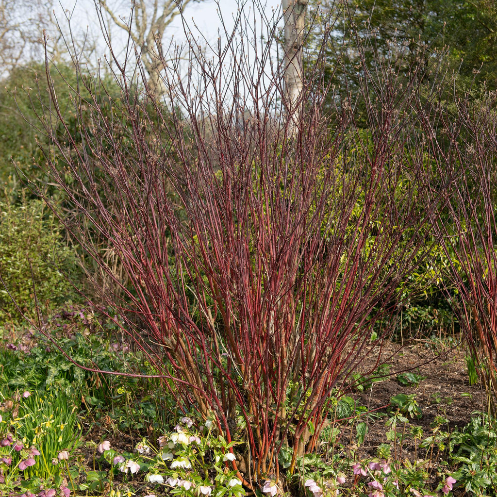 Cornus alba 'Kesselringii' – Schwarzholz – Hartriegel – Zierstrauch 17cm – ca. 45cm hoch – Pflegeleicht & winterhart – Für Hecke & Beet – Plant