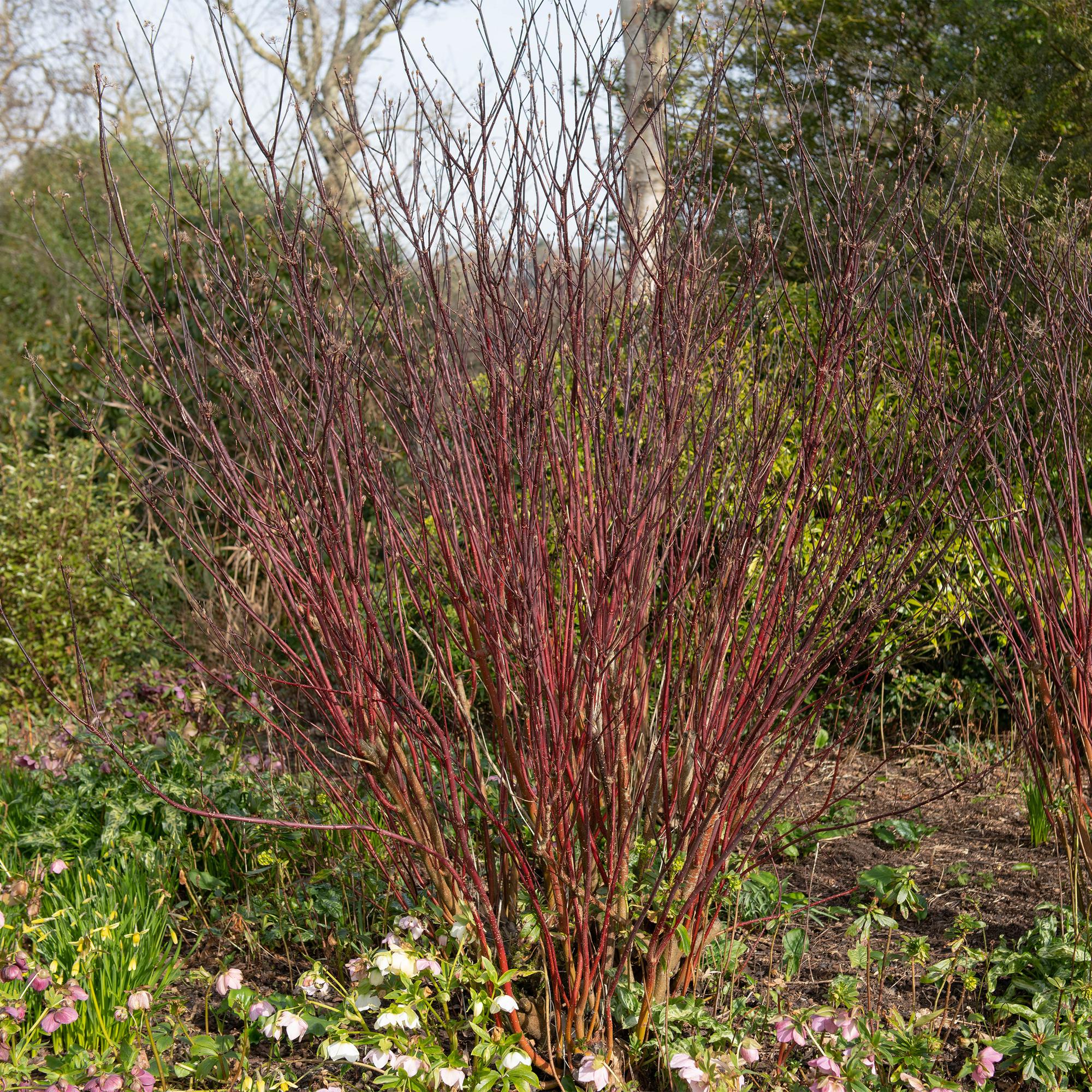 Cornus alba 'Kesselringii' – Schwarzholz – Hartriegel – Zierstrauch 17cm – ca. 45cm hoch – Pflegeleicht & winterhart – Für Hecke & Beet – Plant