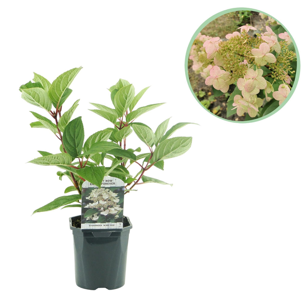 Rispenhortensie – Hydrangea panniculata Wims Red – Blüte Weiß-Rot – Laubabwerfend – Große Blüten – 17cm – Höhe ca. 50cm – Plant
