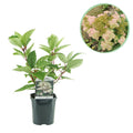 Rispenhortensie – Hydrangea panniculata Wims Red – Blüte Weiß-Rot – Laubabwerfend – Große Blüten – 17cm – Höhe ca. 50cm – Plant