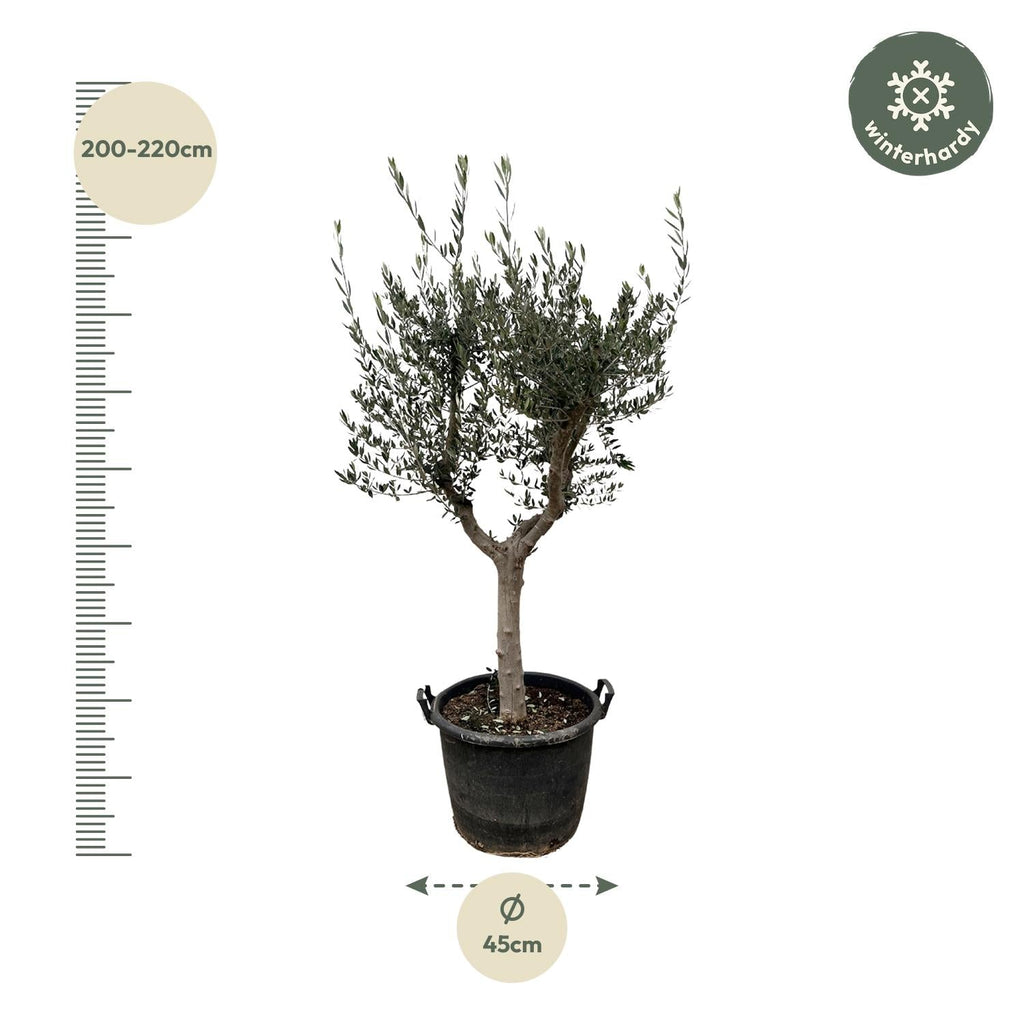Olivenbaum – Olea europaea ‘Cultivo’ – ca. 220cm hoch – Ø40cm – mediterraner Großbaum – für Garten, Terrasse & Wintergarten – Plant