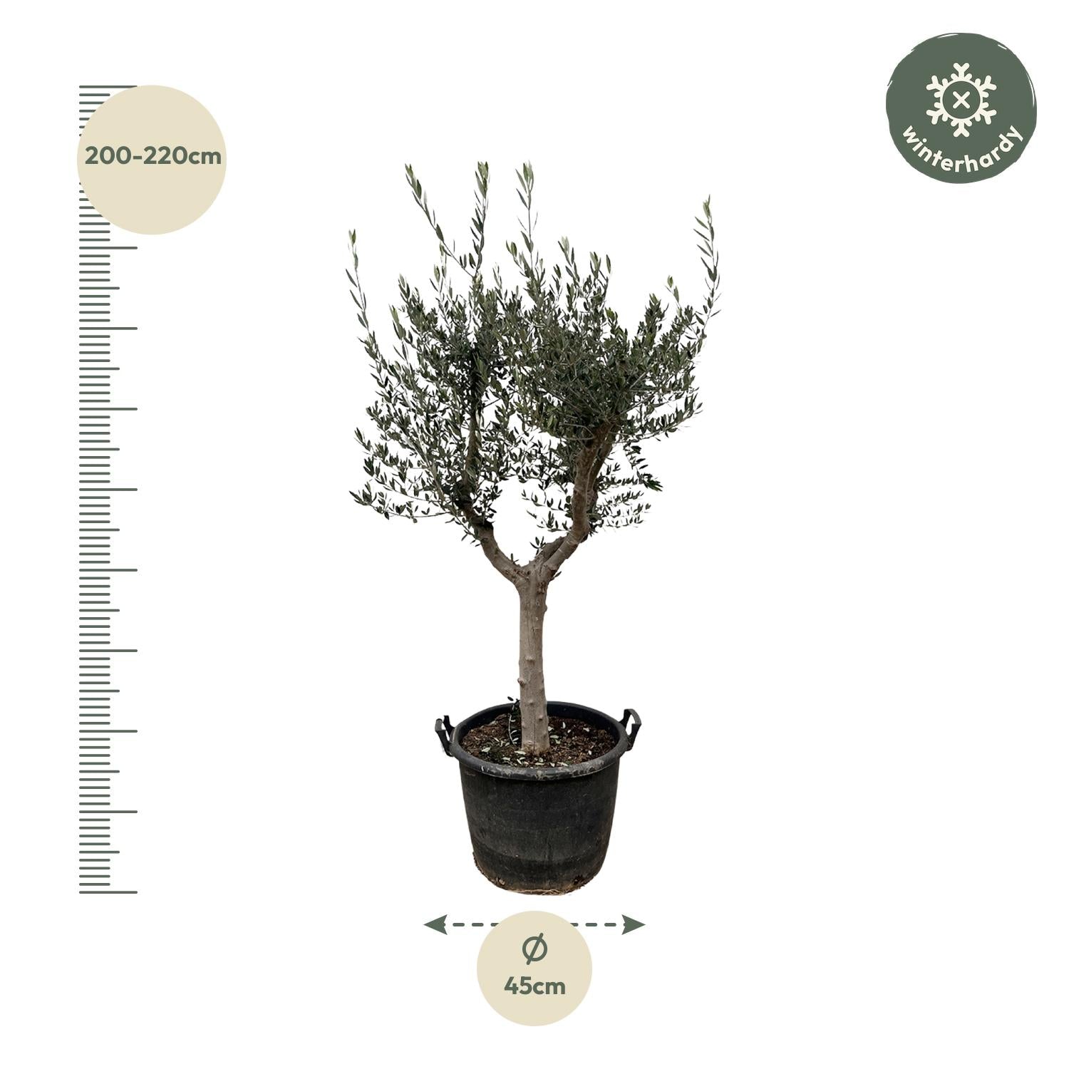 Olivenbaum – Olea europaea ‘Cultivo’ – ca. 220cm hoch – Ø40cm – mediterraner Großbaum – für Garten, Terrasse & Wintergarten – Plant
