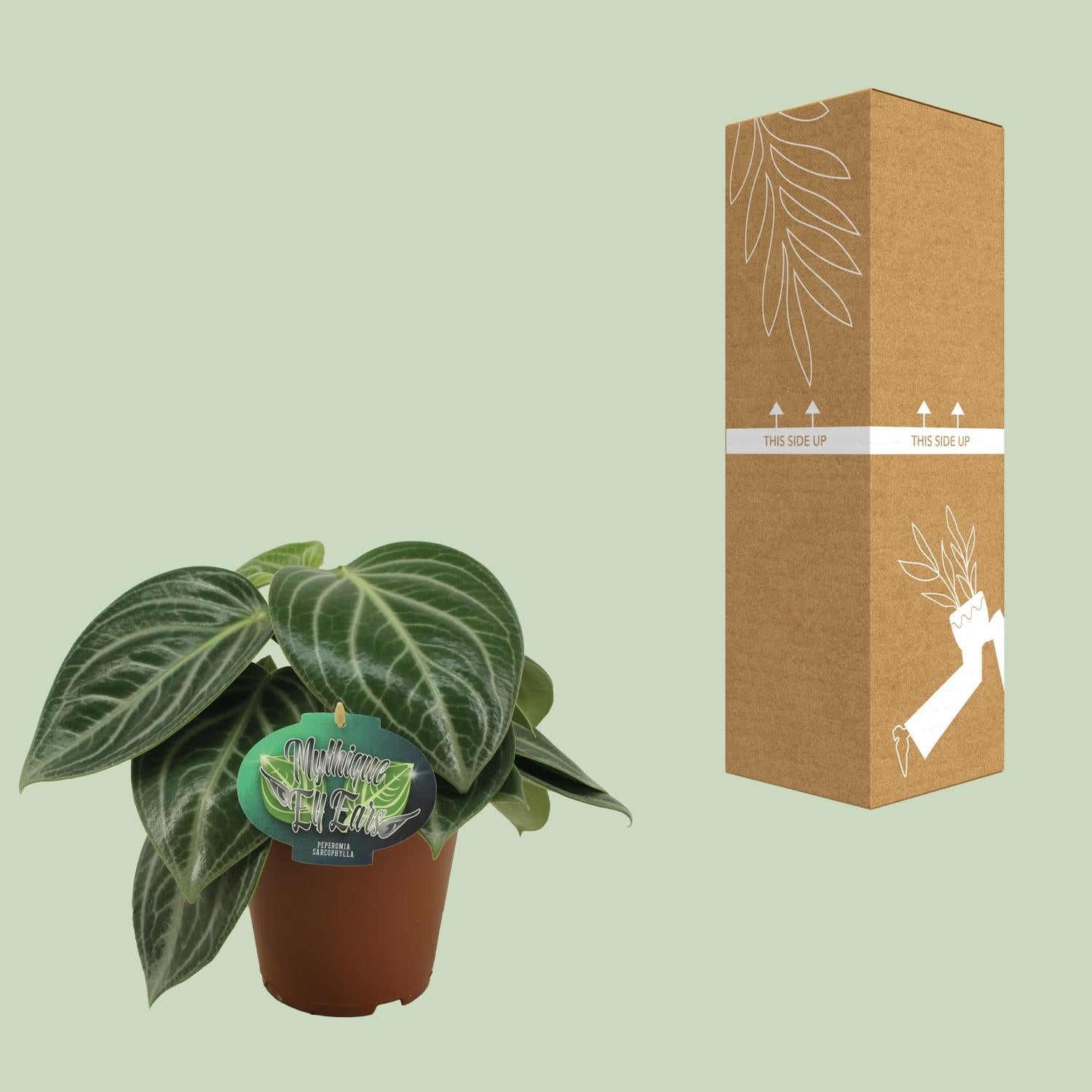 Zwergpfeffer Peperomia Sarcophylla – Zimmerpflanze – Einzigartige Blattmuster – Ø15cm – Höhe 25cm – Pflegeleicht – Plant