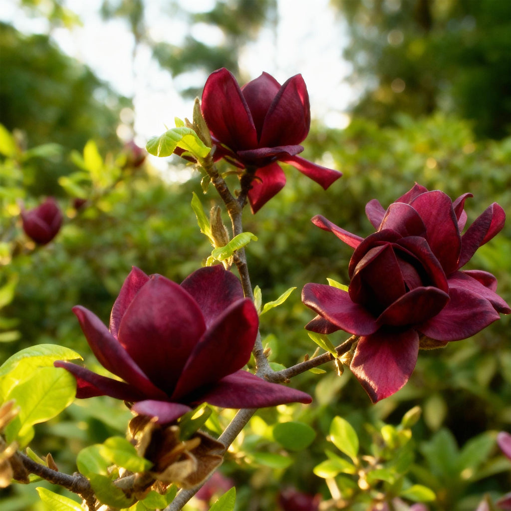 Magnolia Genie – 12cm – Höhe ca. 30cm – Laubabwerfende Magnolie mit großen lilafarbenen Frühlingsblüten – Pflegeleicht für Beet, Balkon & Terrasse – Plant