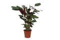Korbmarante Calathea Compactstar – Zimmerpflanze 90cm hoch – Ø21cm – Tropische Blattschmuckpflanze mit dekorativem Muster – Plant