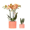 Pflanzenset Poppy Orange – Orange Phalaenopsis Orchidee Jamaica & Stapelia Sukkulente – Inklusive dekorative Keramiktöpfe – 2-Set Zimmerpflanzen – Farbe & Stil für Zuhause – Plant