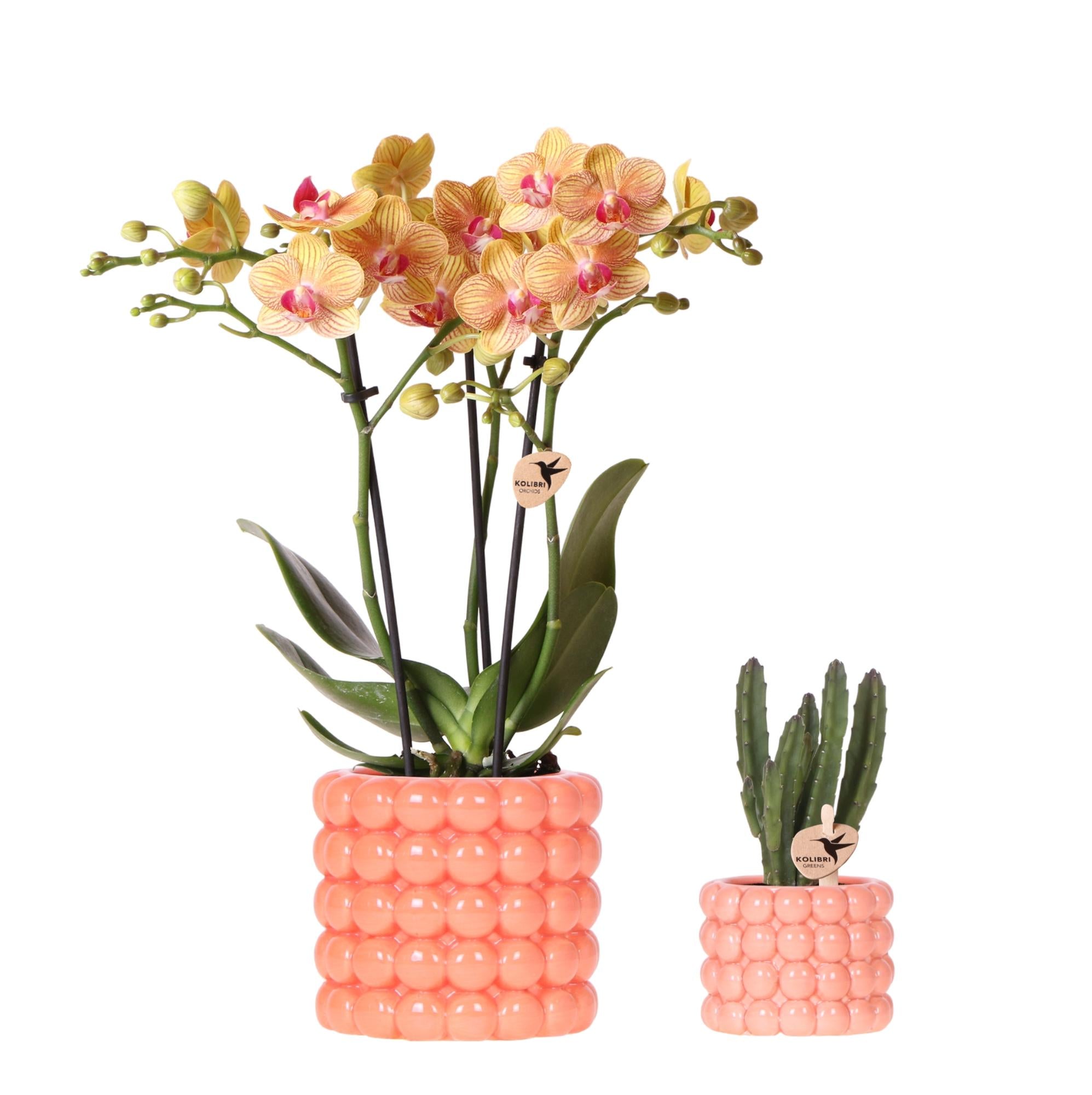 Pflanzenset Poppy Orange – Orange Phalaenopsis Orchidee Jamaica & Stapelia Sukkulente – Inklusive dekorative Keramiktöpfe – 2-Set Zimmerpflanzen – Farbe & Stil für Zuhause – Plant