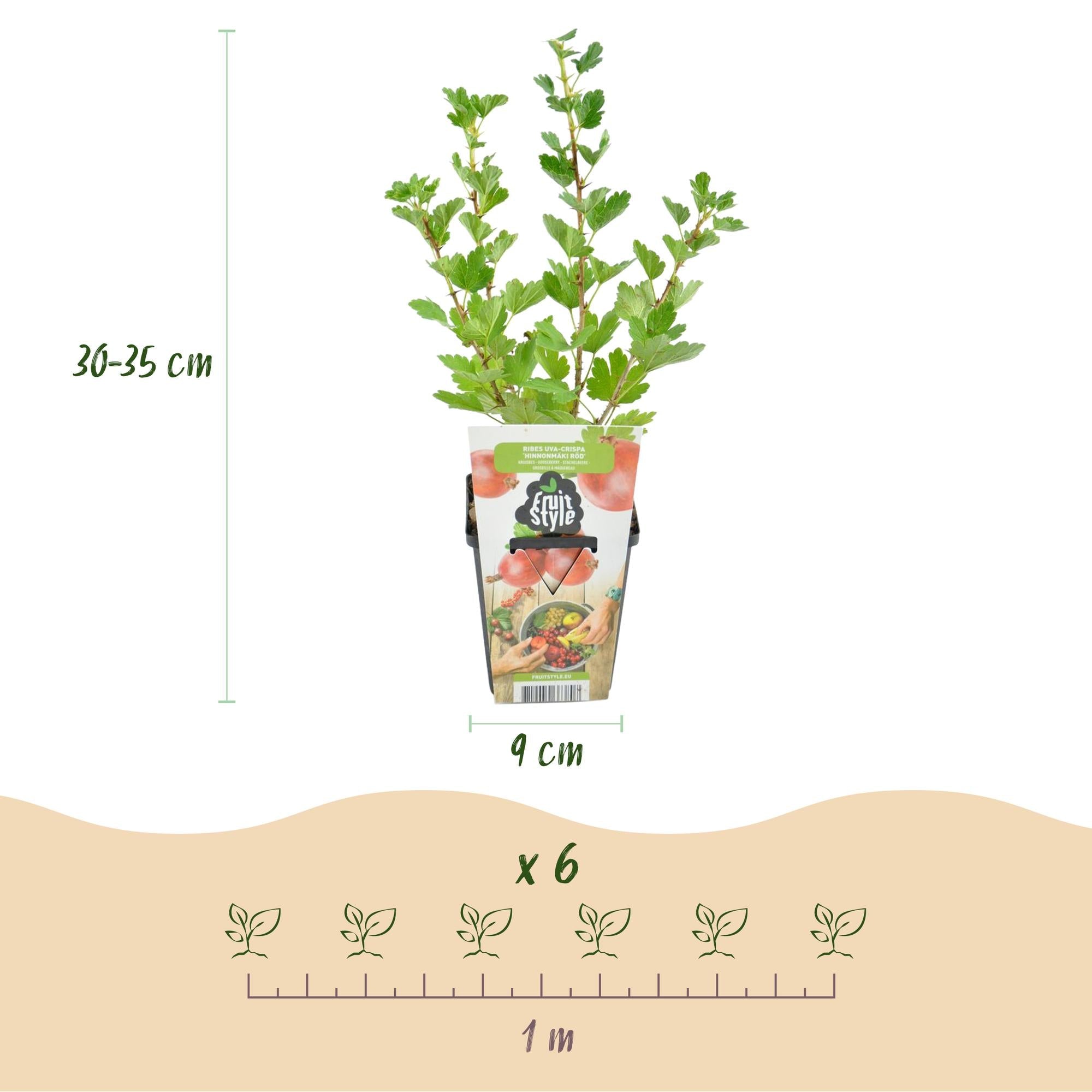 Rote Stachelbeere Ribes uva – crispa Hinnonmaki winterhart Ø9cm Höhe30cm – Süß – saure rote Beeren für Garten Beet Balkon & Terrasse