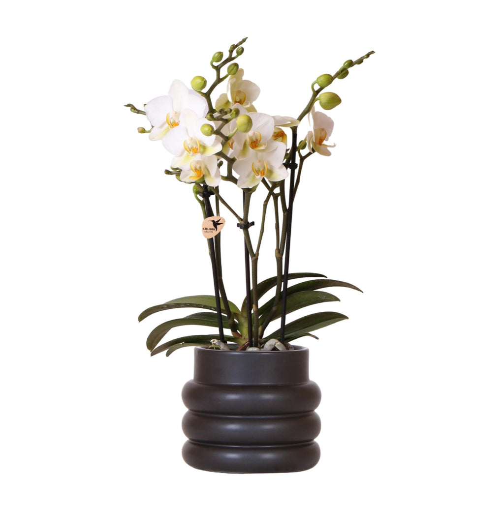 Weiße Phalaenopsis – Orchidee 'Lausanne' – Zimmerpflanze mit 2-3 Blütenstielen – Ø9cm – inkl. schwarzer Bubble – Keramiktopf – Plant