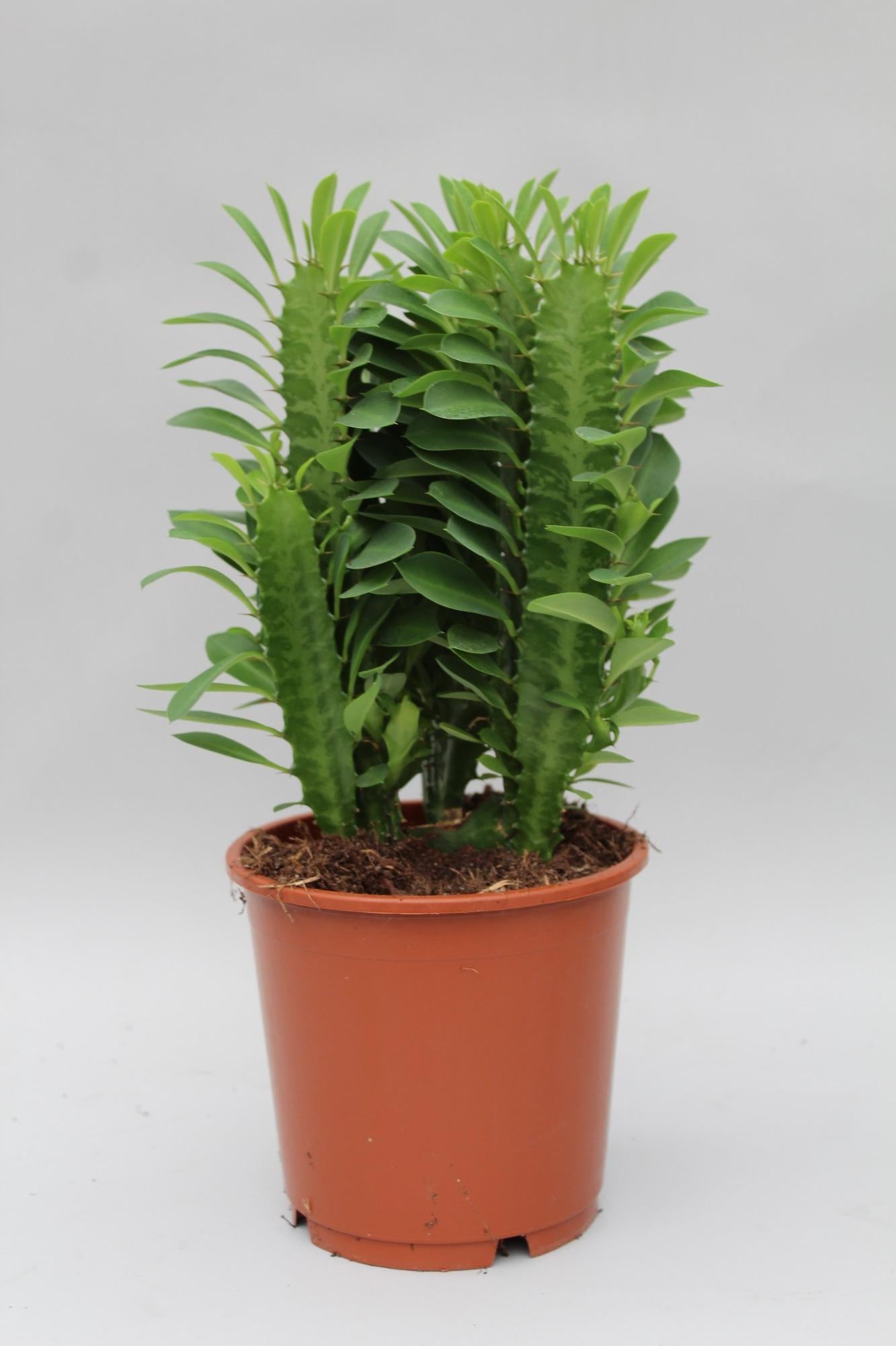 Euphorbia Trigona – Wolfsmilch – Zimmerpflanze – Ø12cm – ↕40cm – Sukkulente – Pflegeleicht & robust – Für hellen Halbschatten – Plant