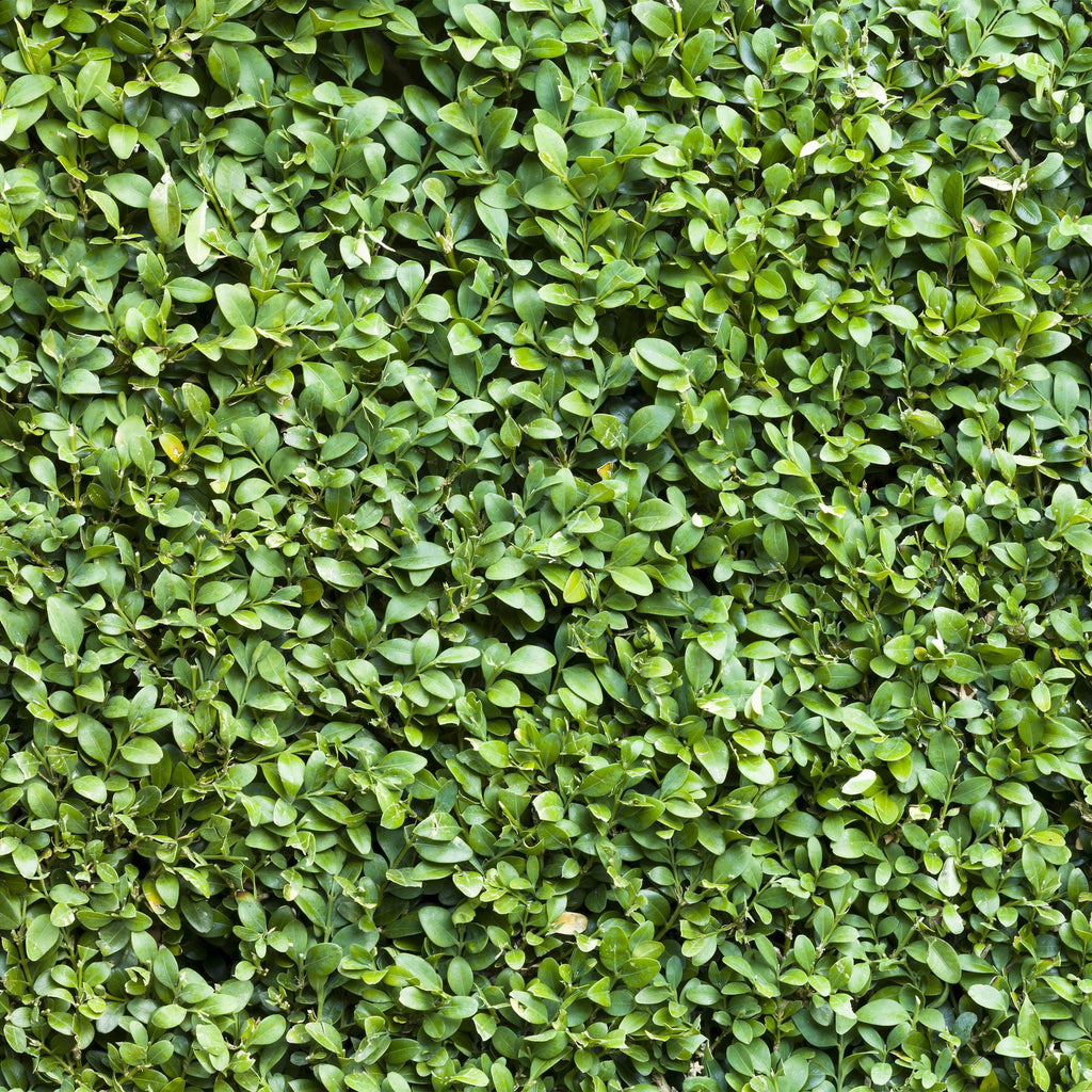 Gewöhnlicher Buchsbaum Buxus sempervirens – Immergrüne Heckenpflanzen – 8 Pflanzen – 1m – 9cm Höhe 20-25cm – Grün – Pflegeleicht – Plant