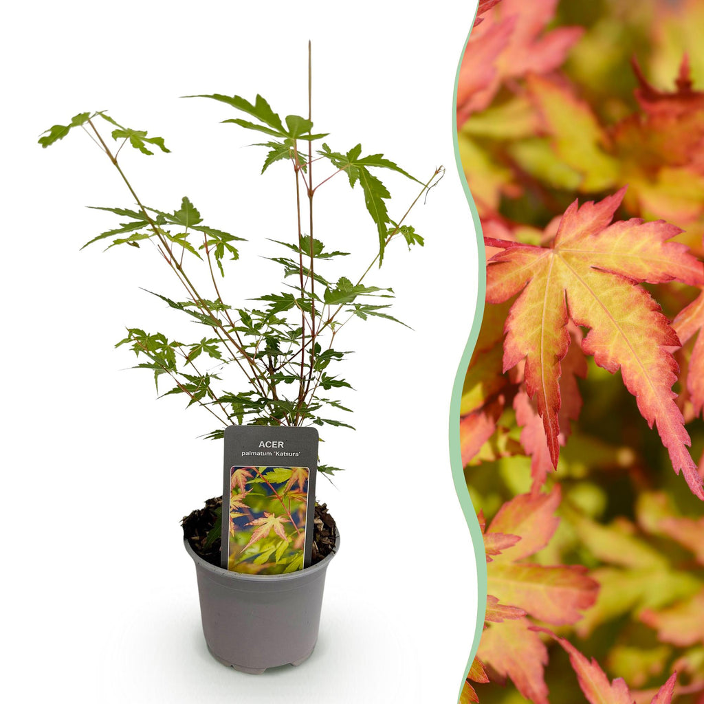 Ahorn Acer palmatum Sangokaku – 12cm – Höhe ca. 35cm – Hellgrünes Laub & goldene Herbstfärbung – Laubabwerfender pflegeleichter Zierstrauch – Plant