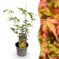 Ahorn Acer palmatum Sangokaku – 12cm – Höhe ca. 35cm – Hellgrünes Laub & goldene Herbstfärbung – Laubabwerfender pflegeleichter Zierstrauch – Plant