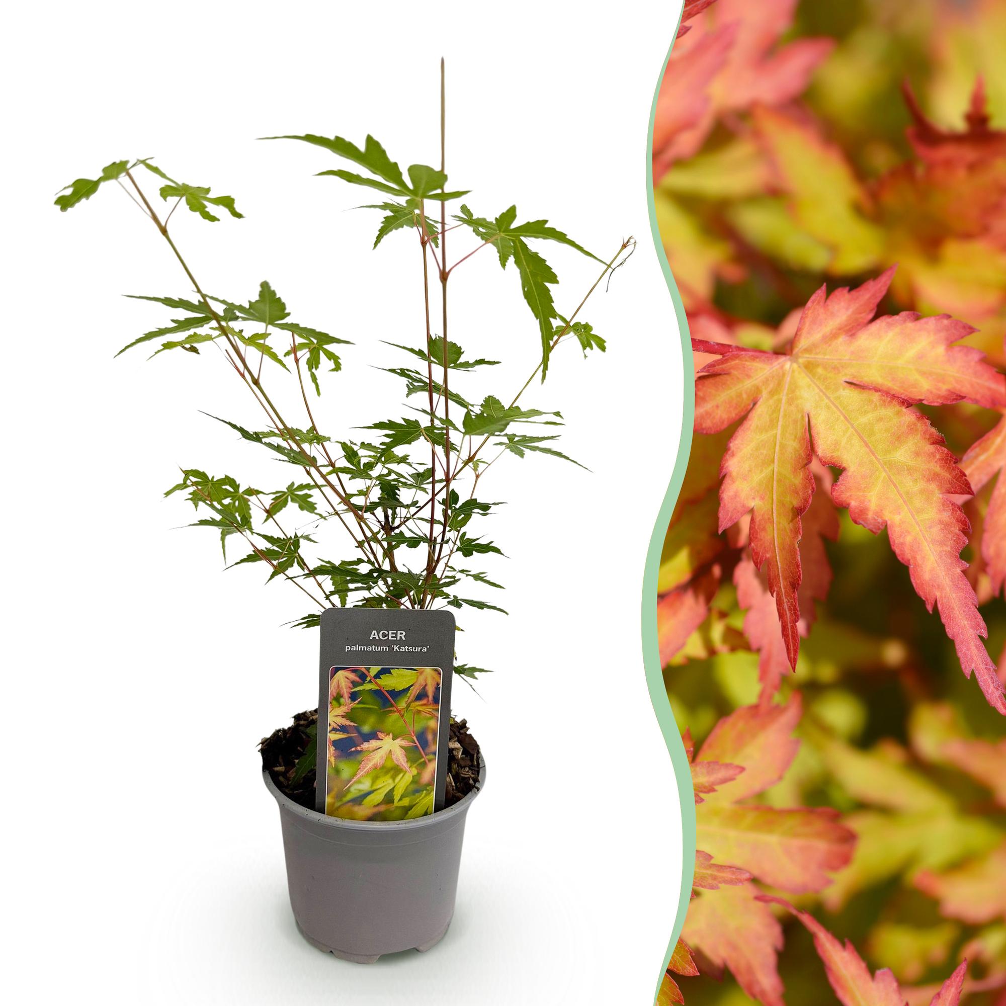 Ahorn Acer palmatum Sangokaku – 12cm – Höhe ca. 35cm – Hellgrünes Laub & goldene Herbstfärbung – Laubabwerfender pflegeleichter Zierstrauch – Plant