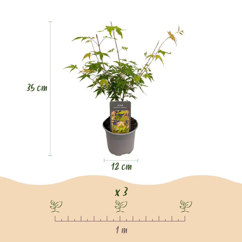 Ahorn Acer palmatum Katsura – 12cm – Höhe ca. 35cm – Frischgrüner Austrieb & goldene Herbstfärbung – Laubabwerfender pflegeleichter Zierstrauch – Plant