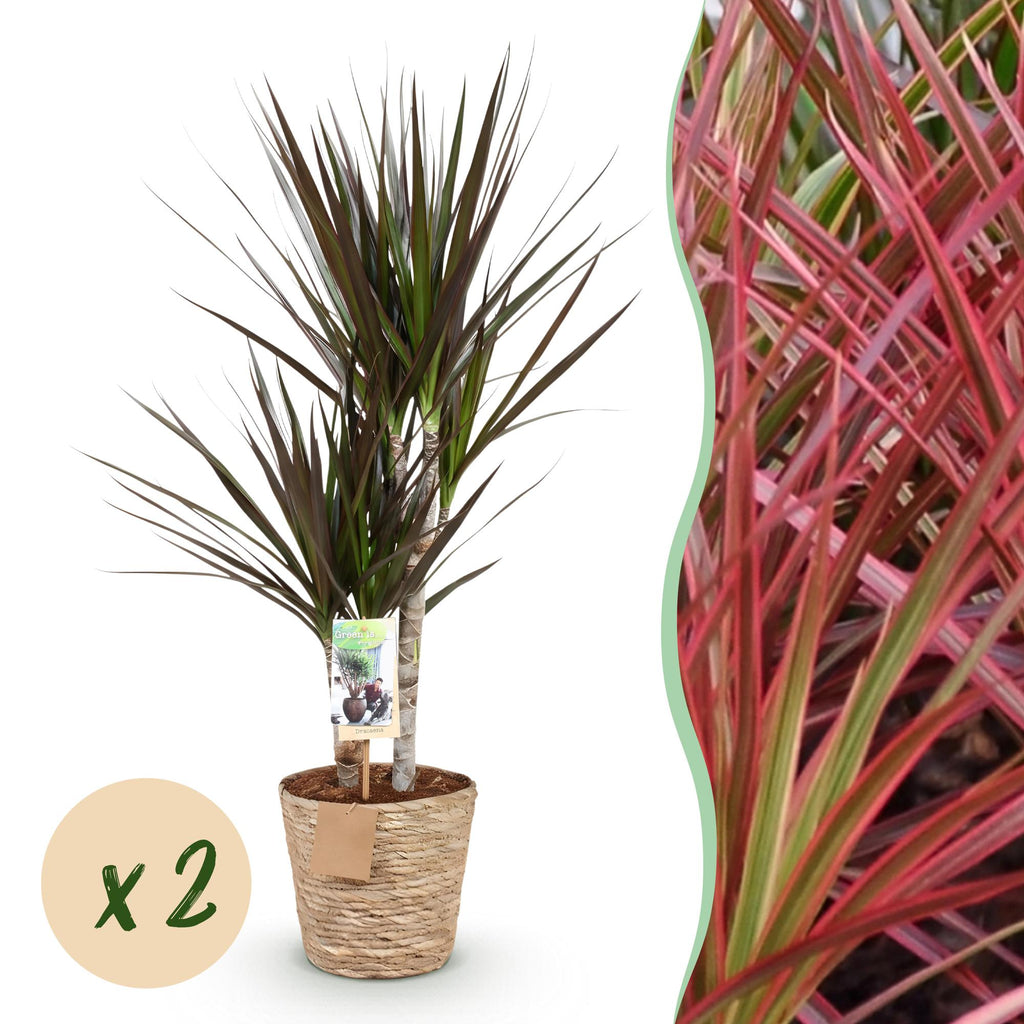 Dracaena Magenta – Zwei pflegeleichte Drachenbäume im dekorativen Korb – 17cm – Höhe 70-80cm – Rot – Grüne Zimmerpflanzen für Innenräume