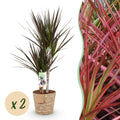Dracaena Magenta – Zwei pflegeleichte Drachenbäume im dekorativen Korb – 17cm – Höhe 70-80cm – Rot – Grüne Zimmerpflanzen für Innenräume