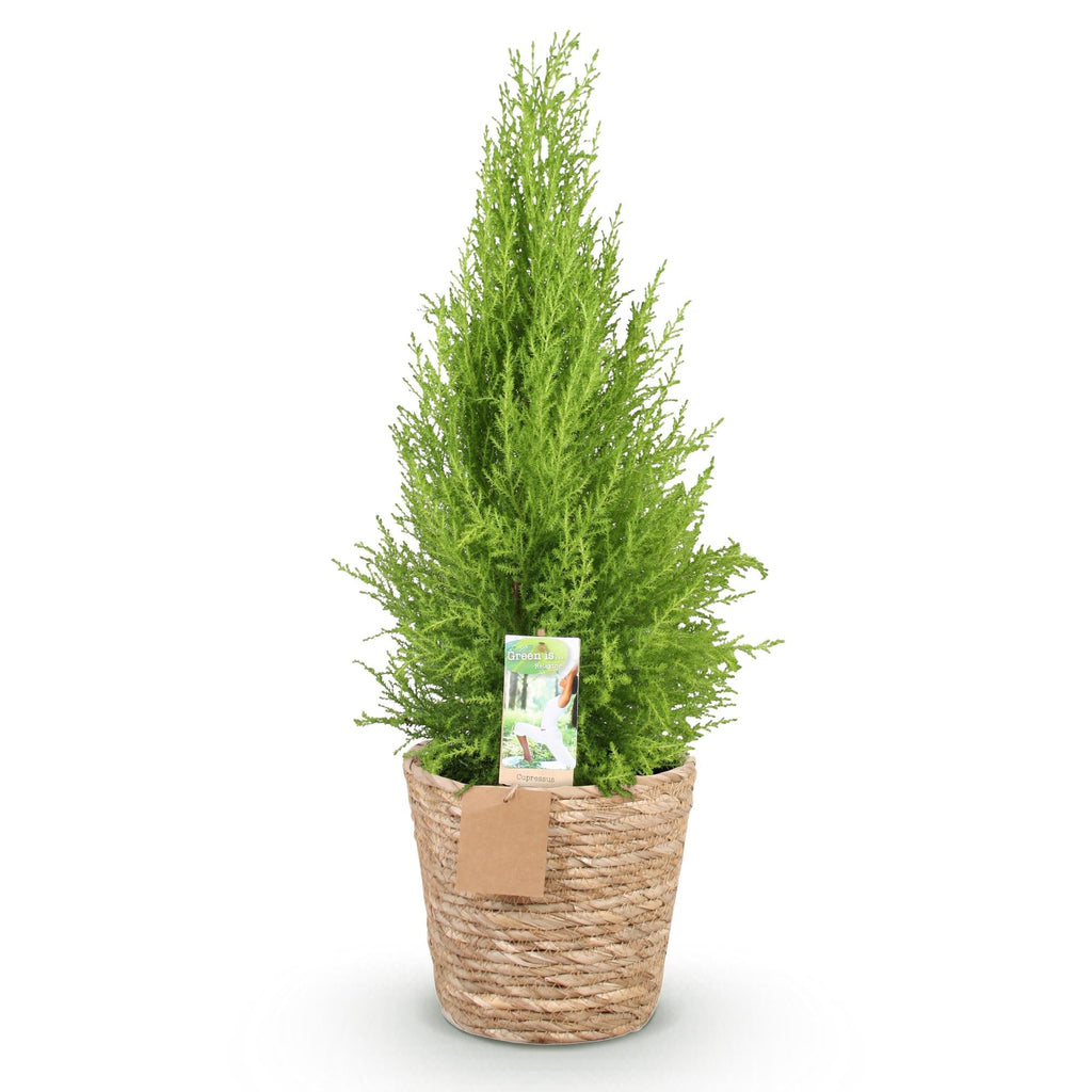 Cupressus Gold Crest Wilma – 85-95cm – 21cm inkl. Naturkorb – Pflegeleichte Zimmerkonifere – Plant