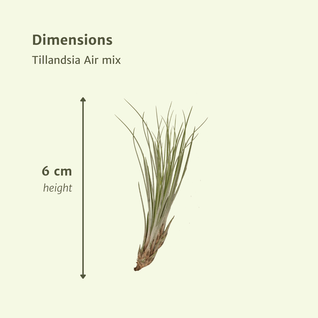 Tillandsia Air Mix – 10 Luftpflanzen – Ø6cm – ca. 6cm hoch – Pflegeleichte Tillandsien – Mischung – Für kreative Deko & helle Innenräume – Plant