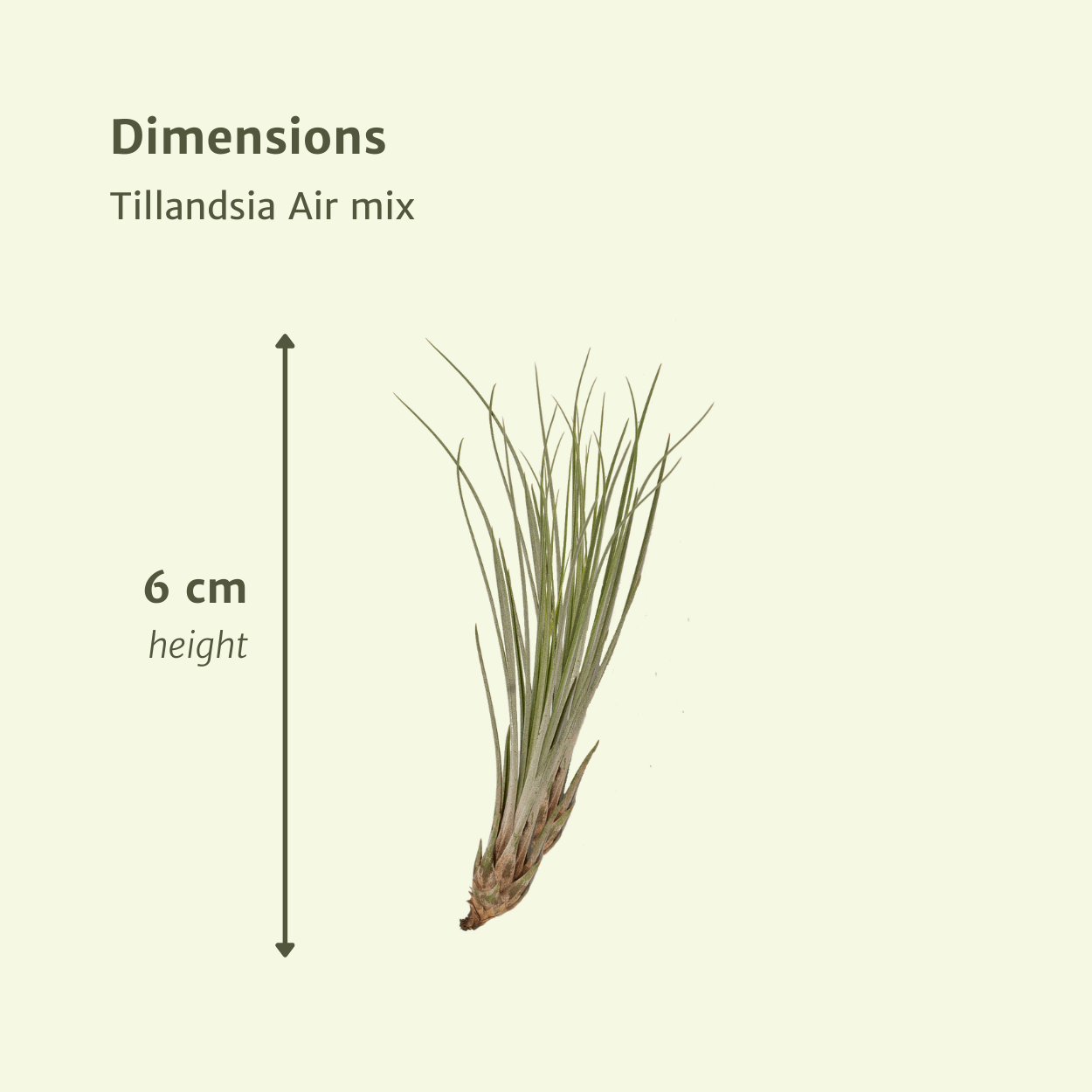 Tillandsia Air Mix – 10 Luftpflanzen – Ø6cm – ca. 6cm hoch – Pflegeleichte Tillandsien – Mischung – Für kreative Deko & helle Innenräume – Plant
