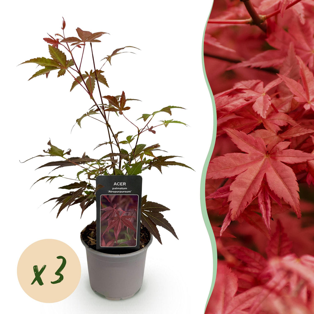 Acer palmatum Atropurpureum – 3 Pflanzen – 12cm – Höhe ca. 35cm – Japanischer Ahorn mit tief lila Blättern & dekorativer Herbstfärbung – Pflegeleicht