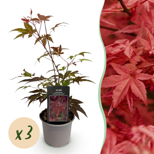 Acer palmatum Atropurpureum – 3 Pflanzen – 12cm – Höhe ca. 35cm – Japanischer Ahorn mit tief lila Blättern & dekorativer Herbstfärbung – Pflegeleicht