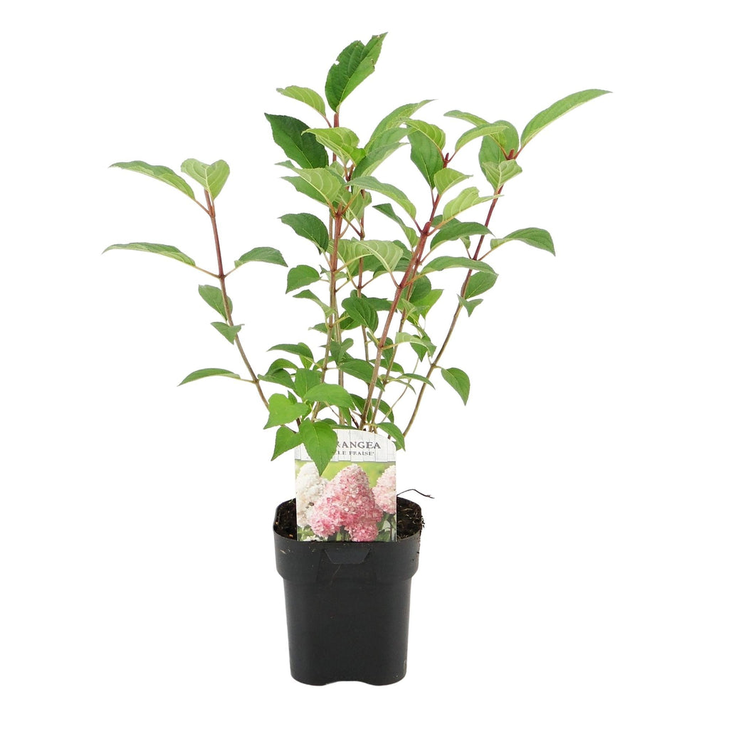Rispenhortensie – Hydrangea panniculata Vanille Fraise – Blüte Weiß – Rosa – Laubabwerfend – Große Blüten – 17cm – Höhe ca. 50cm – Plant