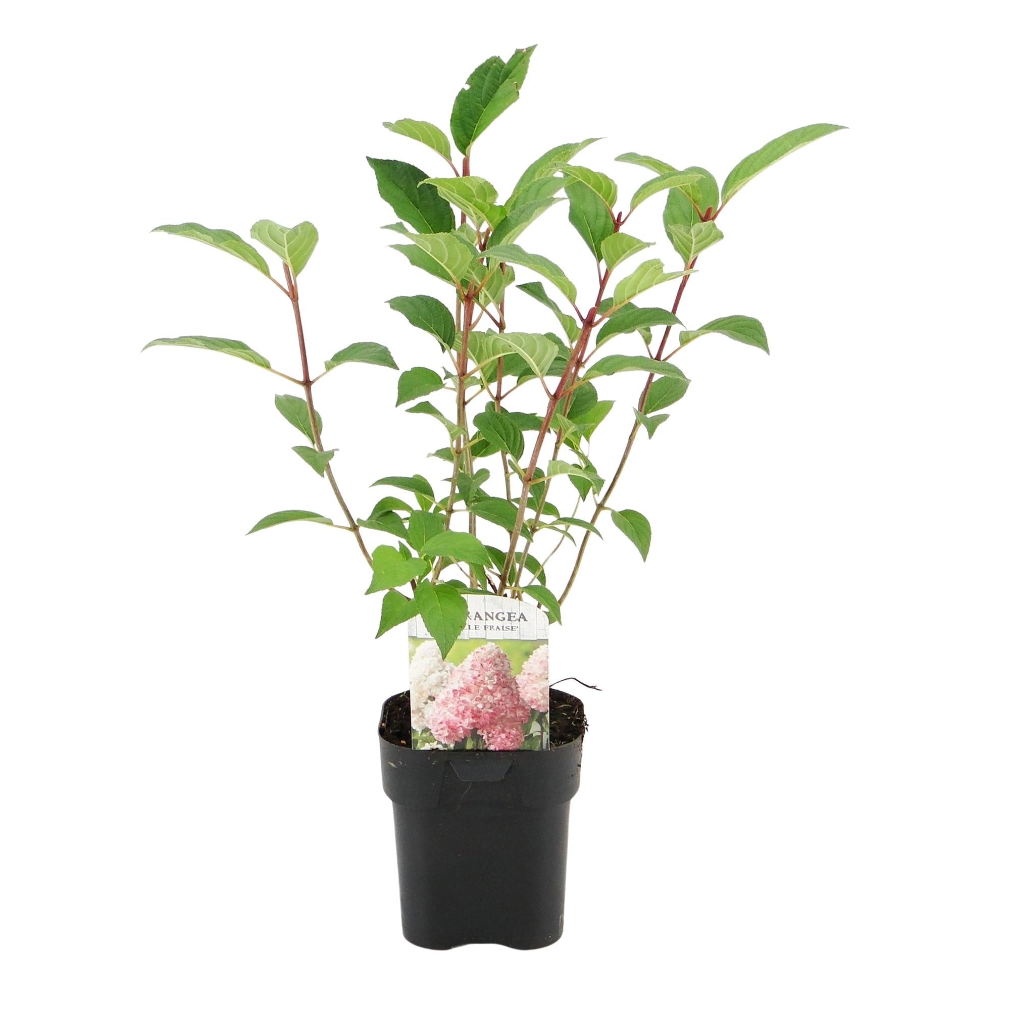 Rispenhortensie – Hydrangea panniculata Vanille Fraise – Blüte Weiß – Rosa – Laubabwerfend – Große Blüten – 17cm – Höhe ca. 50cm – Plant