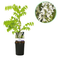 Blauregen Wisteria floribunda Alba – Weiße Blüten – 11cm x H40cm – Duftende Kletterpflanze – Für Pergolen, Zäune & Wände – Plant