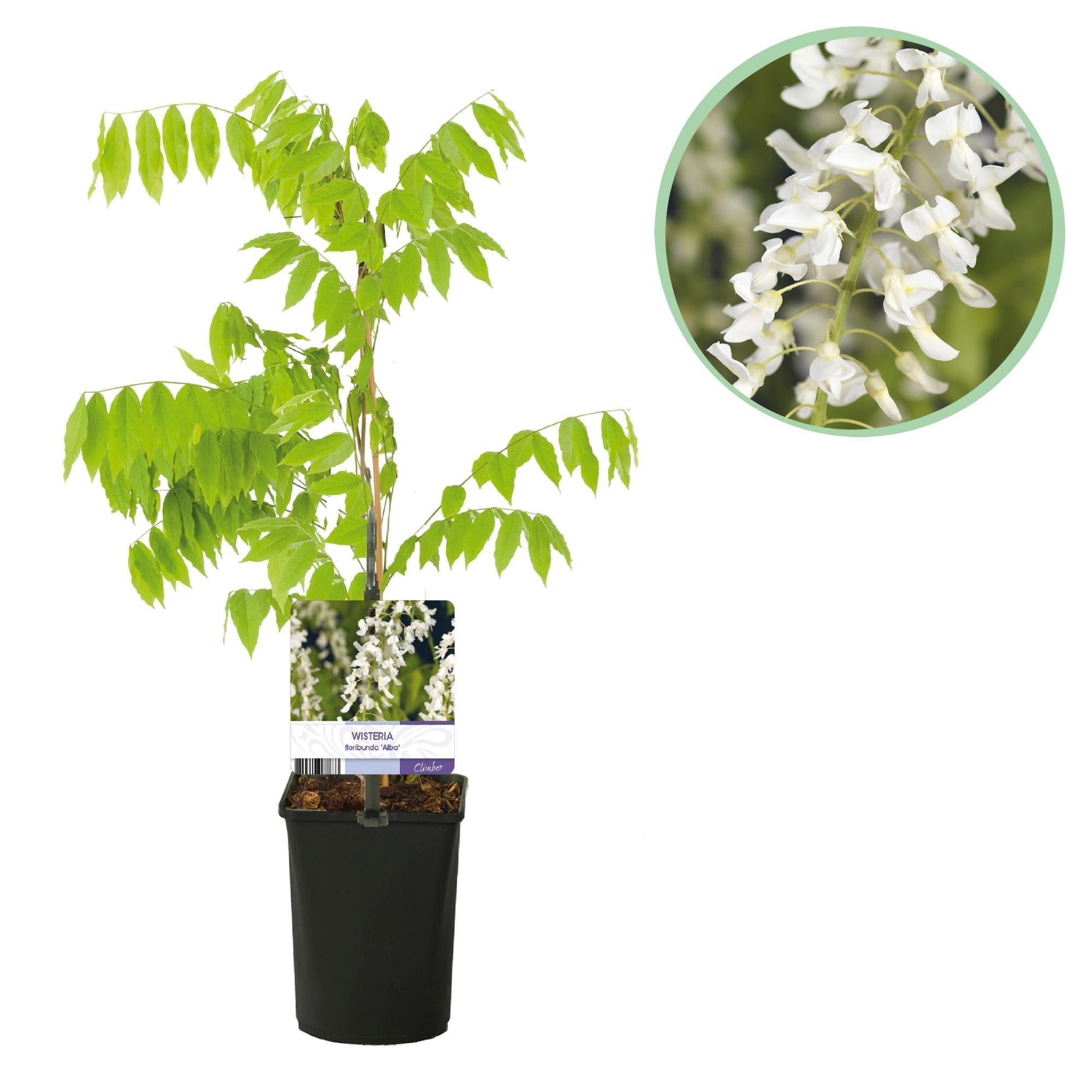 Blauregen Wisteria floribunda Alba – Weiße Blüten – 11cm x H40cm – Duftende Kletterpflanze – Für Pergolen, Zäune & Wände – Plant