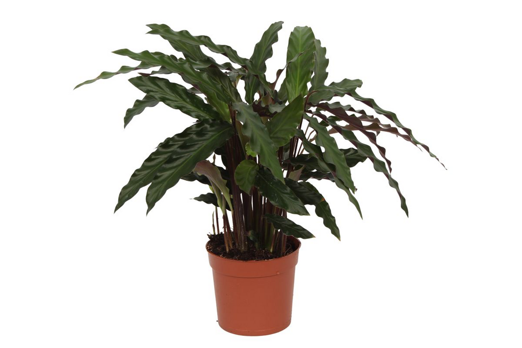 Calathea Elgergrass – Korbmarante – Zimmerpflanze 35cm hoch – Ø12cm – Schmale gewellte Blätter – Pflegeleicht & luftreinigend – Plant