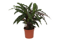 Calathea Elgergrass – Korbmarante – Zimmerpflanze 35cm hoch – Ø12cm – Schmale gewellte Blätter – Pflegeleicht & luftreinigend – Plant