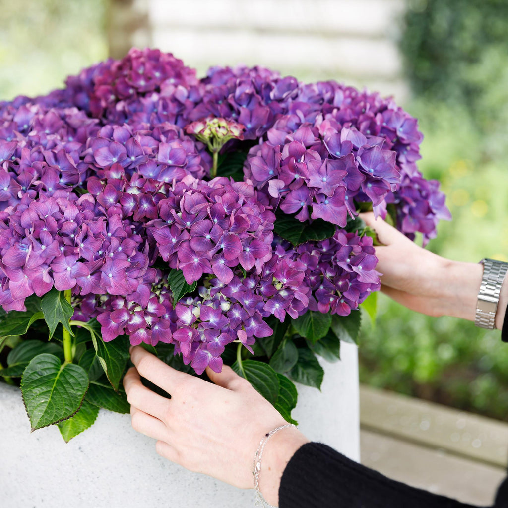 Hortensie Forever & Ever Lila – Hydrangea macrophylla – Lila – Balkonpflanze – 23cm 55cm hoch – 7-12 Blüten – Für Balkon, Terrasse & Beet – Plant