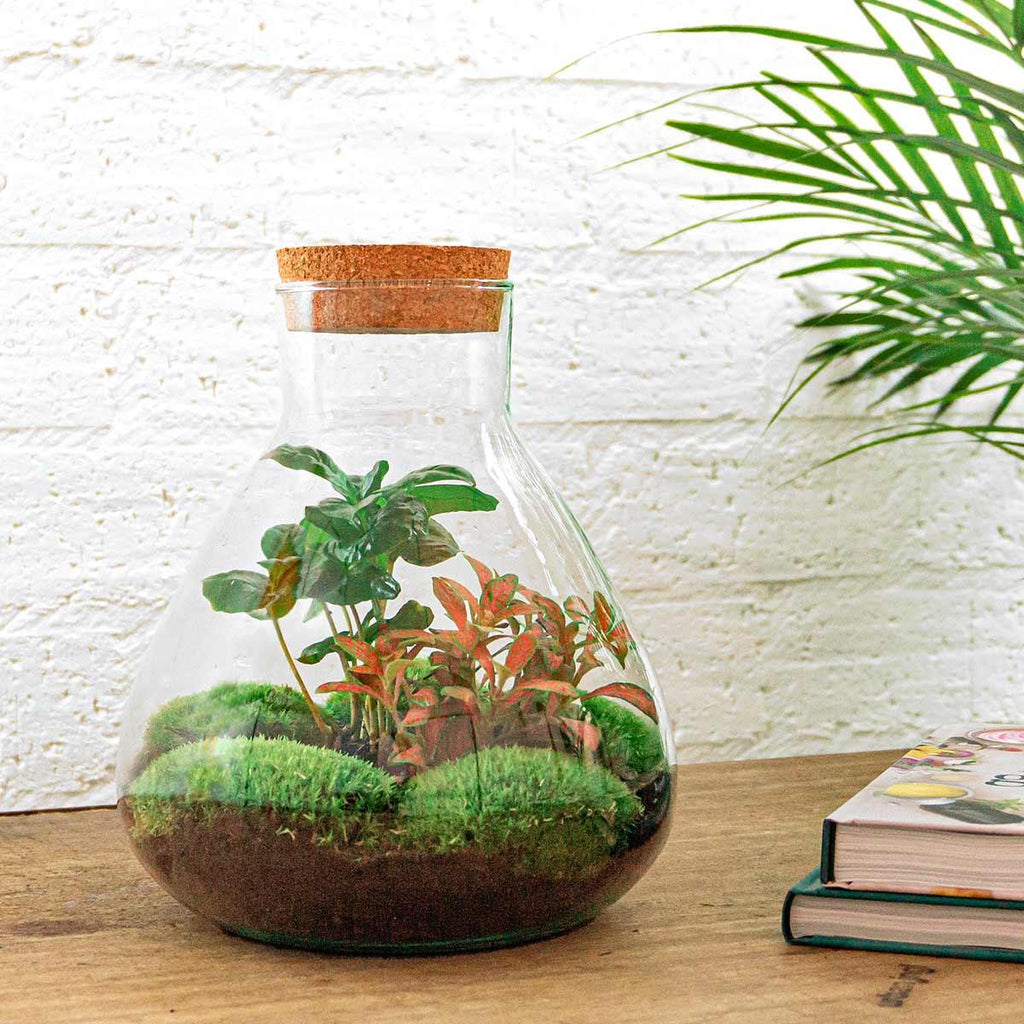 Flaschengarten Sammie Coffea – DIY Bausatz Terrarium – ↕26cm – Do It Yourself Pflanzen – Set mit Korkdeckel – Autarkes Mini – Ökosystem – Plant