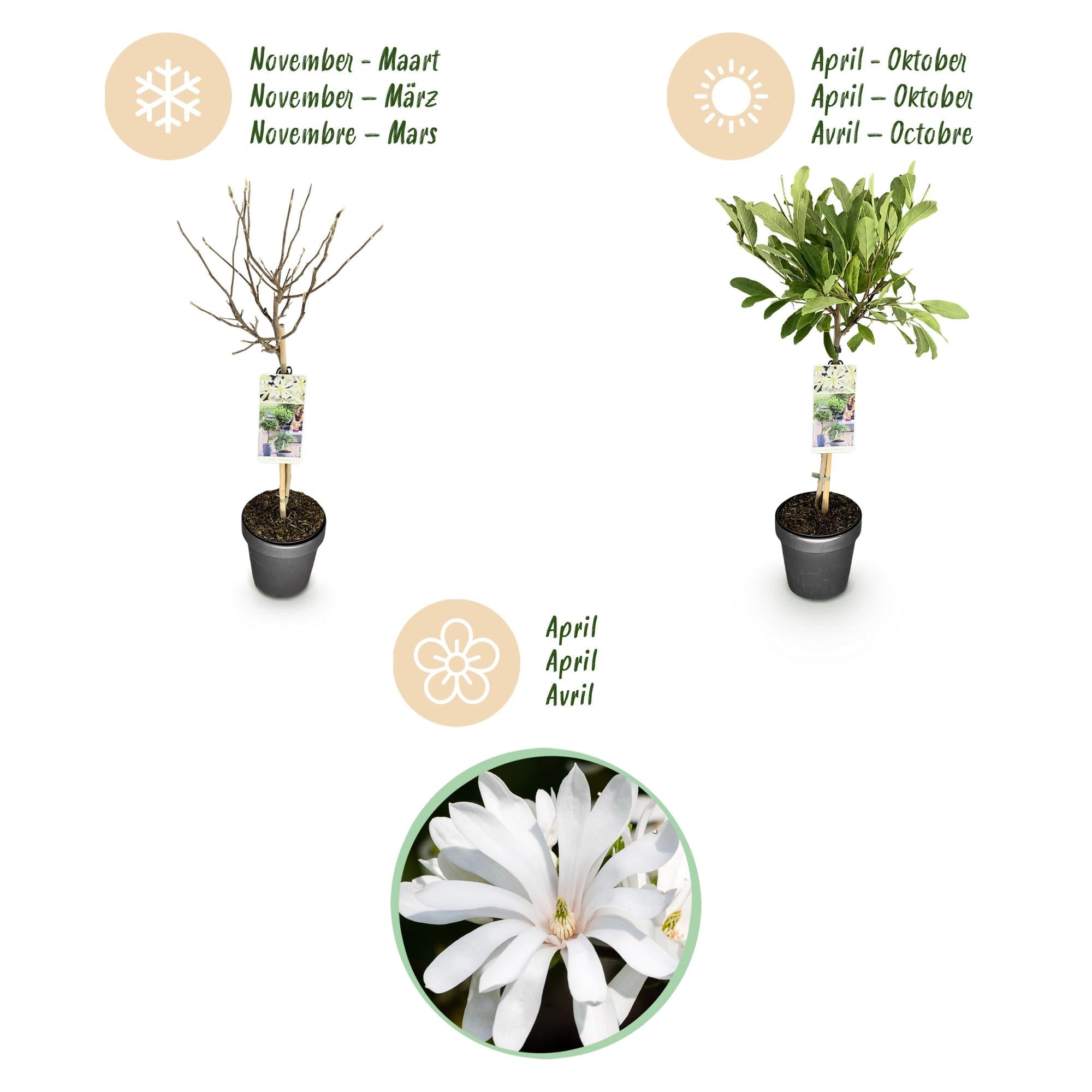 Sternmagnolie Magnolia stellata – 19cm Höhe ca.90cm – Weiß blühend – Laubabwerfend & winterhart – Elegante Magnolie für Beet Balkon Terrasse – Plant