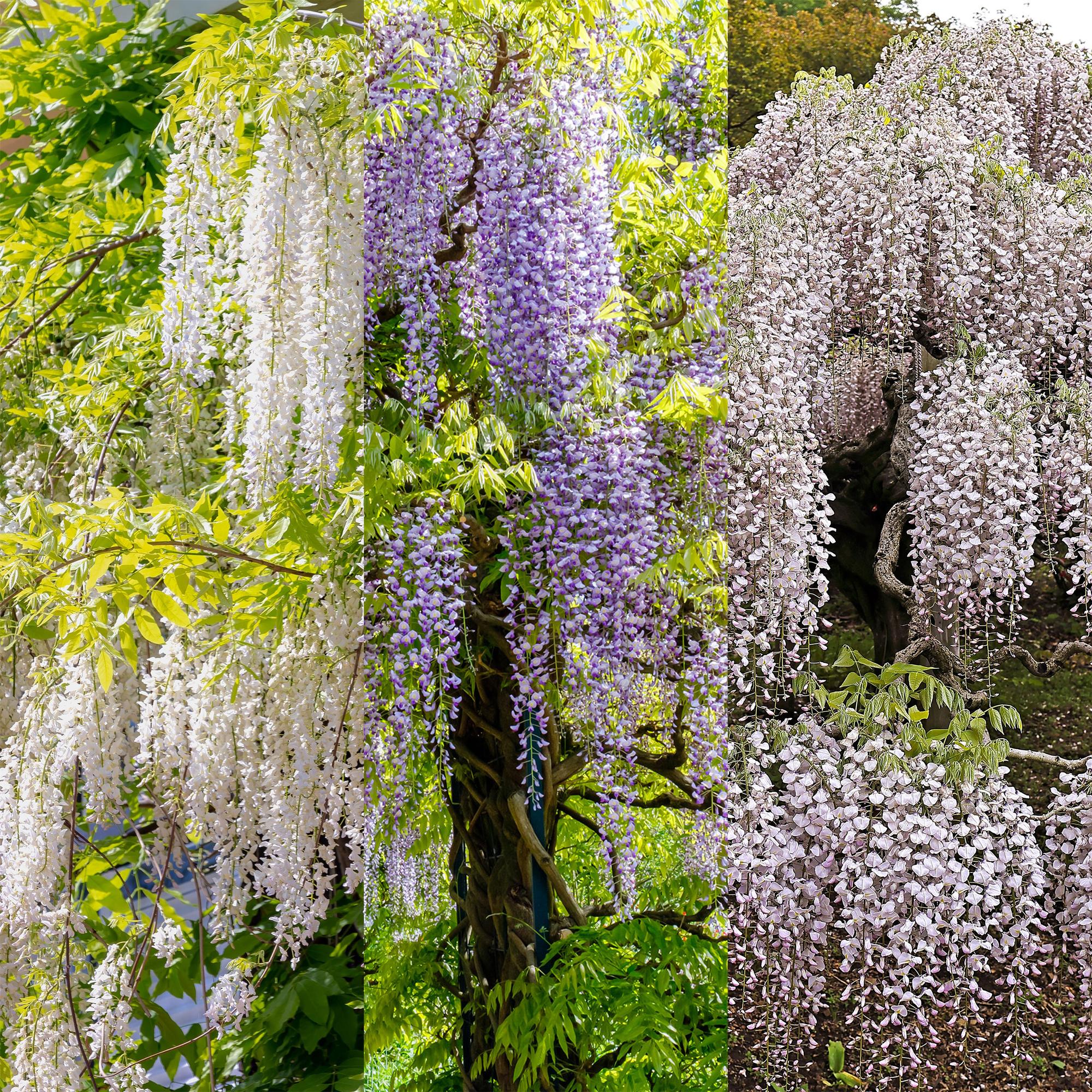 Blauregen Wisteria floribunda Tricolour – Blau, Rosa & Weiß – 3 Pflanzen – 11cm x H40cm – Duftend & Kletterpflanze – Für Pergolen, Zäune & Wände – Plant