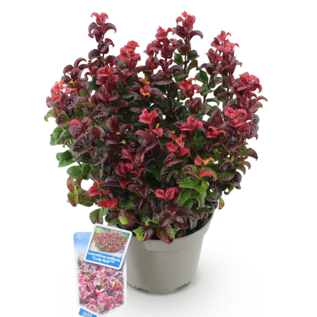 Traubenheide Leucothoe Curly Gold – 17cm Höhe ca.40cm – Immergrün & farbintensiv – Goldgelbes lockiges Laub für Beet Balkon Terrasse – Pflegeleichter dekorativer Zierstrauch – Plant