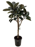 Ficus elastica Burgundy – Gummibaum Zimmerpflanze 180cm – Großpflanze mit dunkelroten Blättern – Plant