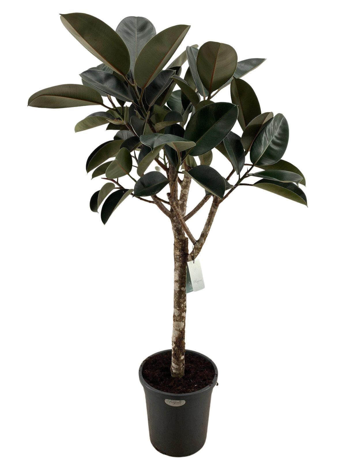 Ficus elastica Burgundy – Gummibaum Zimmerpflanze 180cm – Großpflanze mit dunkelroten Blättern – Plant