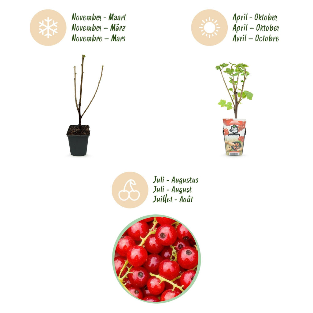 Rote Johannisbeere Ribes rubrum Jonkheer van Tets winterhart Ø9cm Höhe30cm – Ertragreiche Johannisbeerpflanze für Garten Balkon & Terrasse