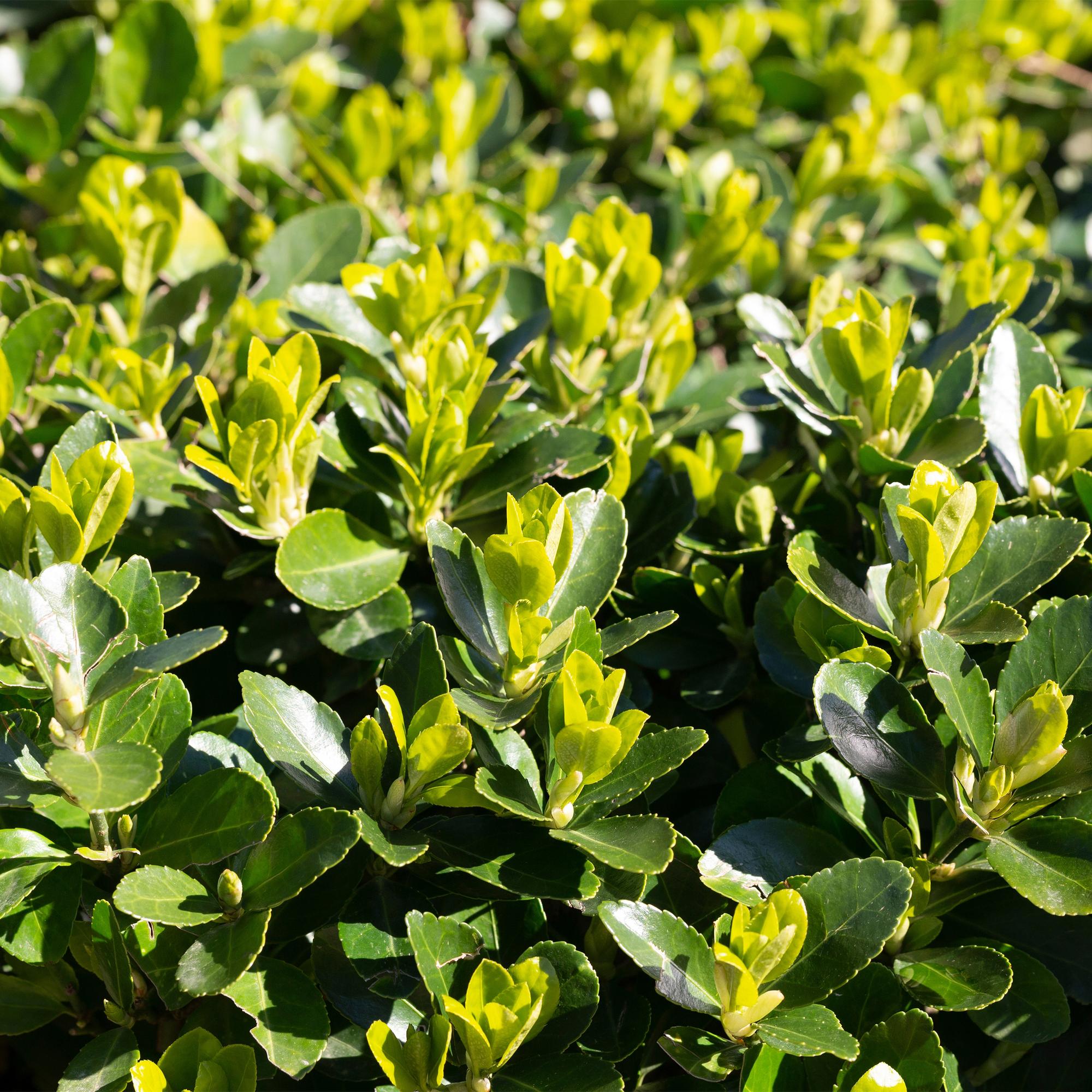 Euonymus japonicus Green Spire – 8 Pflanzen für 1 Meter Hecke – Immergrüner Japanischer Spindelstrauch – 20-25cm hoch im 9cm Topf – Plant