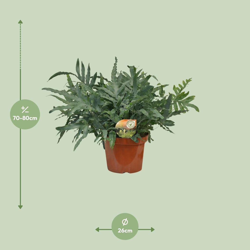 Blauer Tüpfelfarn Phlebodium Blue Star – Zimmerpflanze – Ø26cm ↕80cm – Luftreinigender Farn mit blaugrünen Blättern – Tropische Deko-Pflanze – Plant