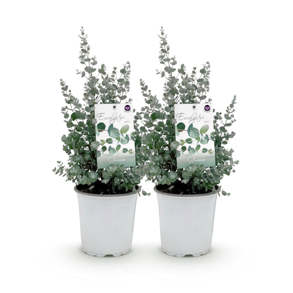 Eukalyptusbaum Eucalyptus gunnii – Winterhart – Terrassenpflanze – Grau – Ø17cm, Höhe ca. 40cm – Duftende & pflegeleichte Garten – Plant
