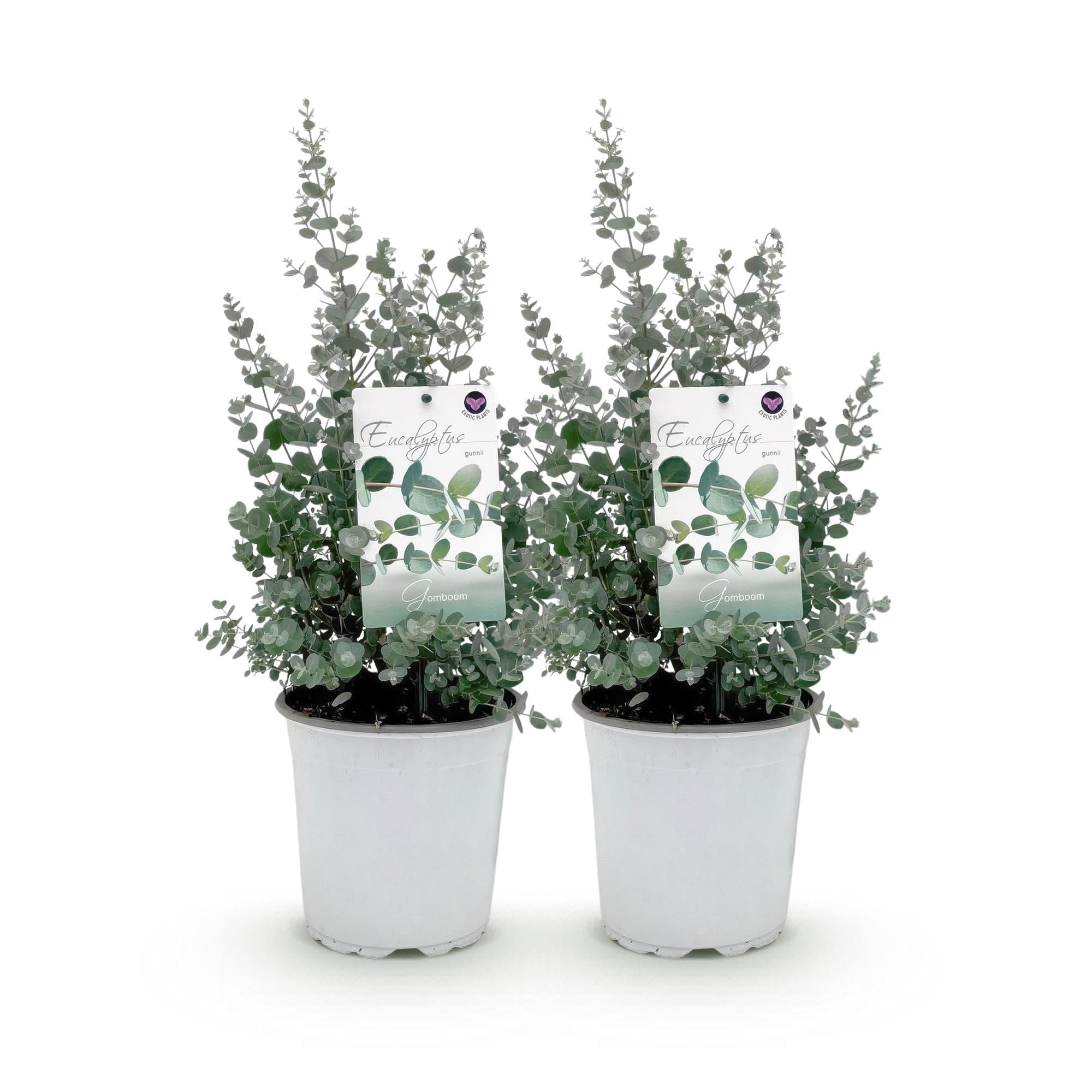 Eukalyptusbaum Eucalyptus gunnii – Winterhart – Terrassenpflanze – Grau – Ø17cm, Höhe ca. 40cm – Duftende & pflegeleichte Garten – Plant