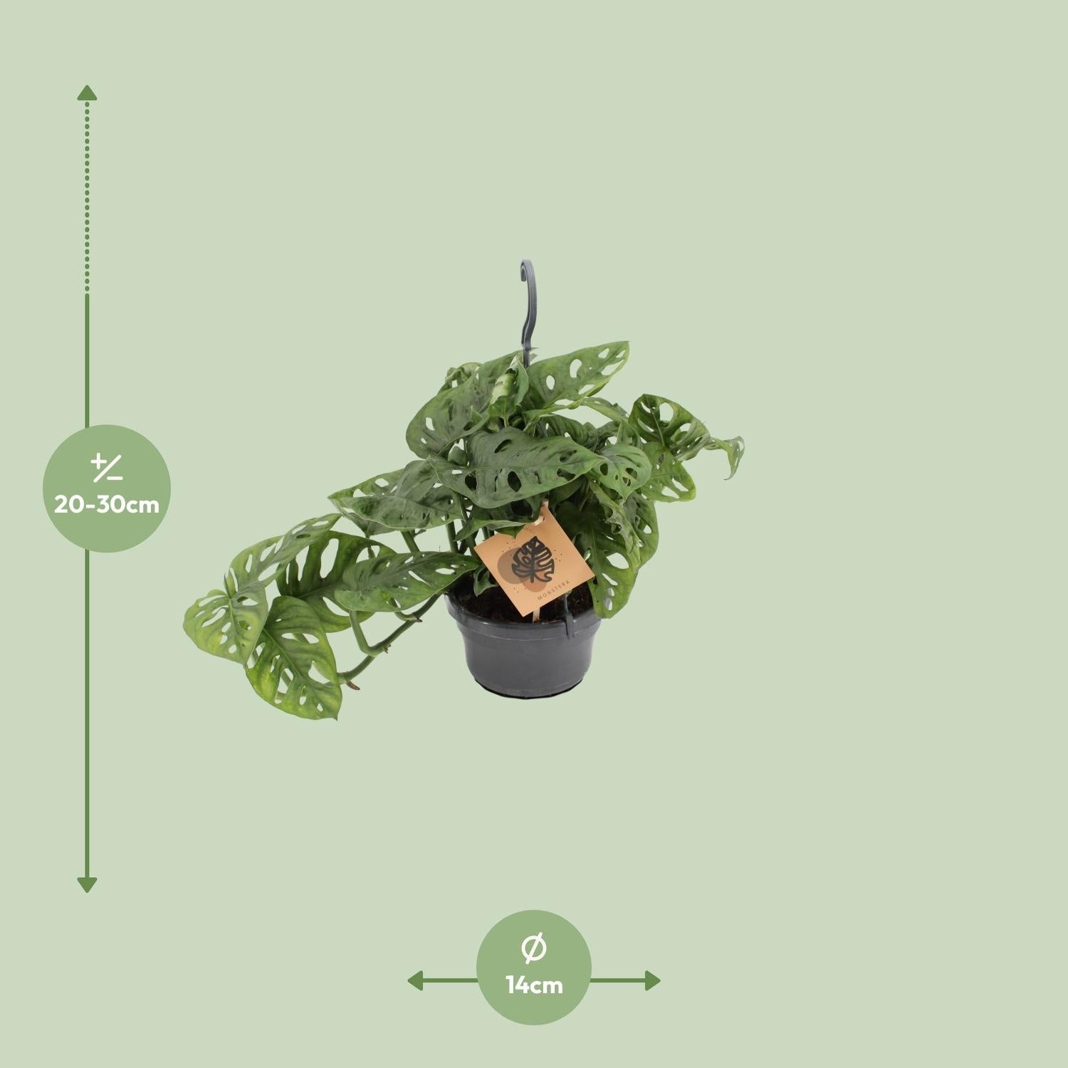 Fensterblatt Monstera Monkey Leaf – Zimmerpflanze – Ø14cm – Höhe 30cm – Luftreinigend – Pflegeleicht – Tropischer Indoor – Dschungel – Plant
