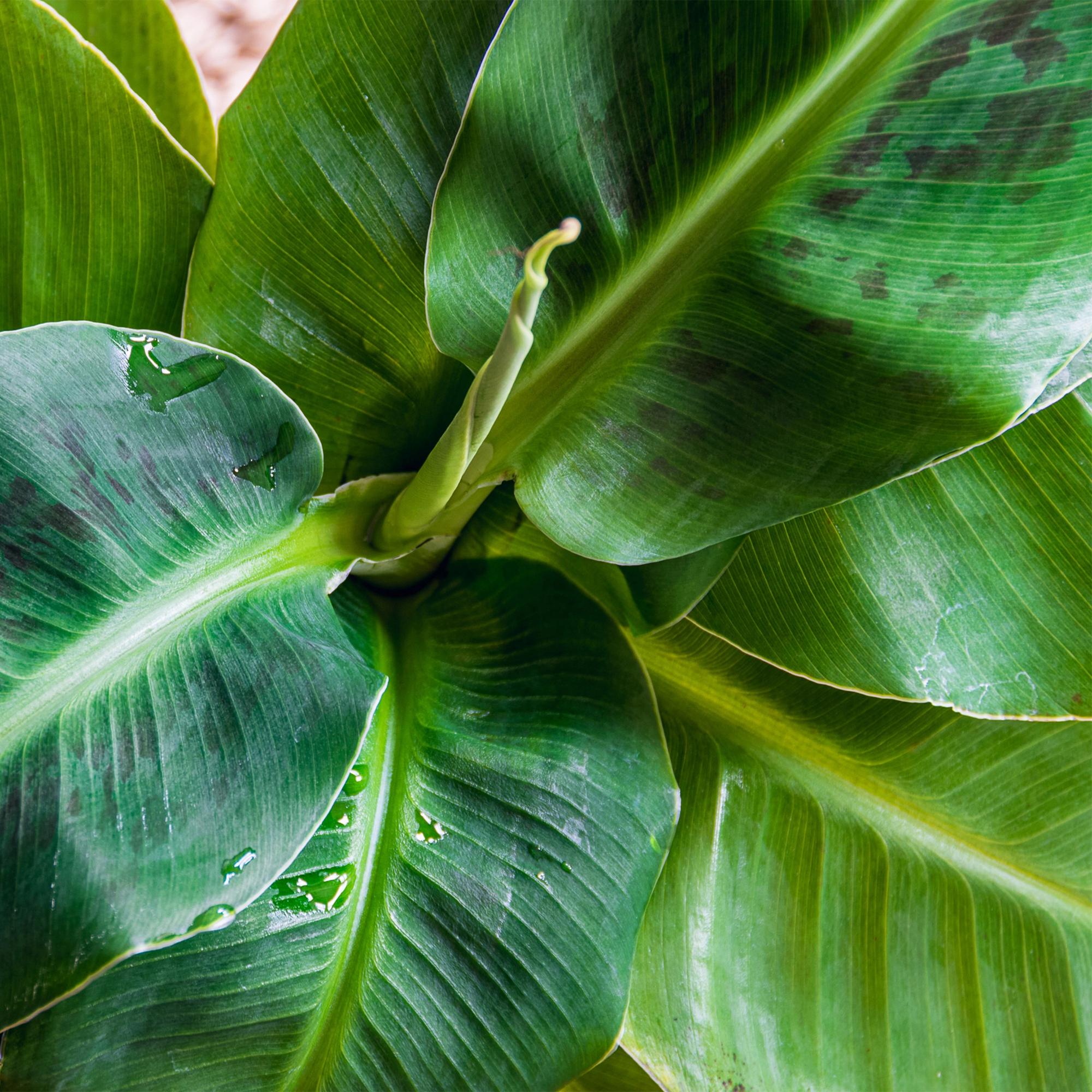 Bananenpflanze Musa acuminata Dwarf Cavendish – 70-75cm – 21cm – pflegeleicht – Plant