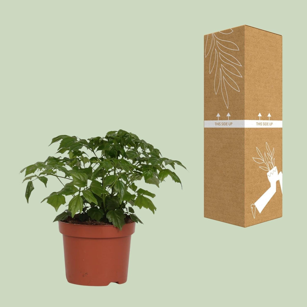 Zimmeresche Radermachera Sinica – Zimmerpflanze – Ø12cm – ↕27cm – Elegante, pflegeleichte Grünpflanze – Plant